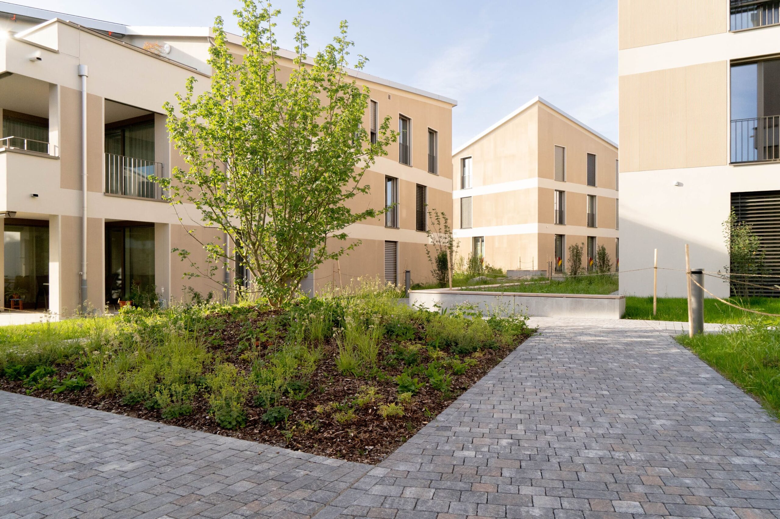 Aussenansicht der Wohnüberbauung Dorfgarten in Rickenbach mit modernen Mehrfamilienhäusern, begrüntem Innenhof, Baum und gepflastertem Weg.